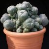 Lophophora_caespitosa